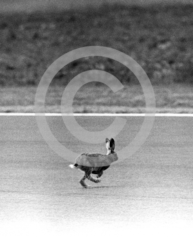 One of the Silverstone hares makes a break for it, British Grand Prix 1979.
